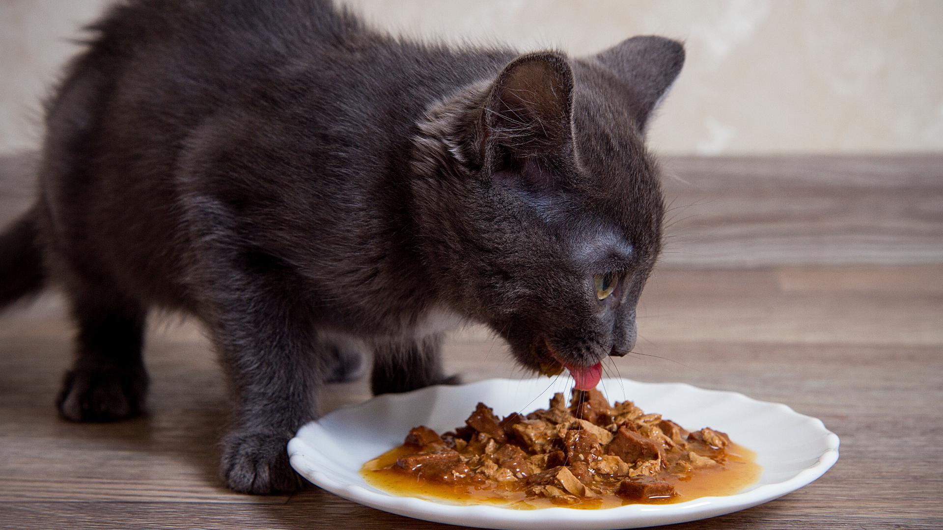 Toxic chemicals found in most tested cat foods, new investigation finds