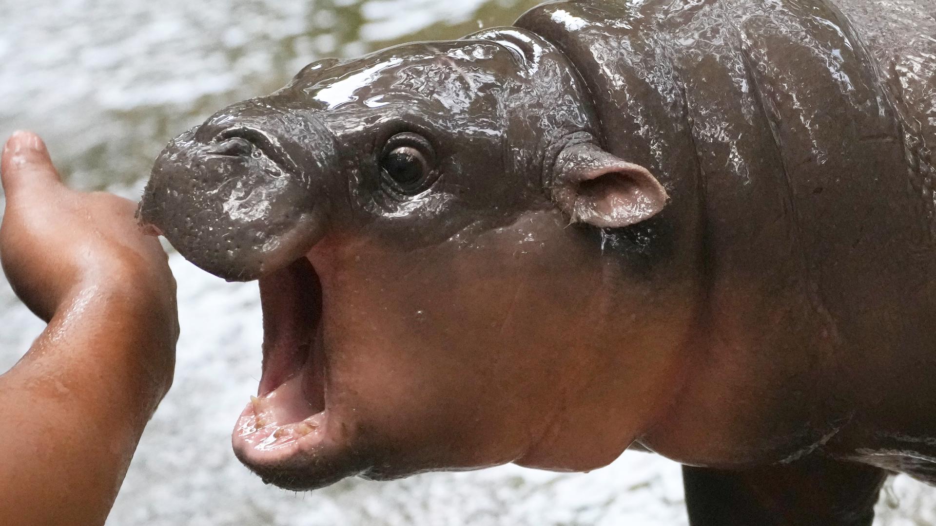 Baby pygmy hippo Moo Deng takes the world by storm | kare11.com