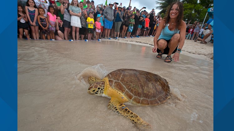 Rehabilitated sea turtle gets fresh start for Earth Day