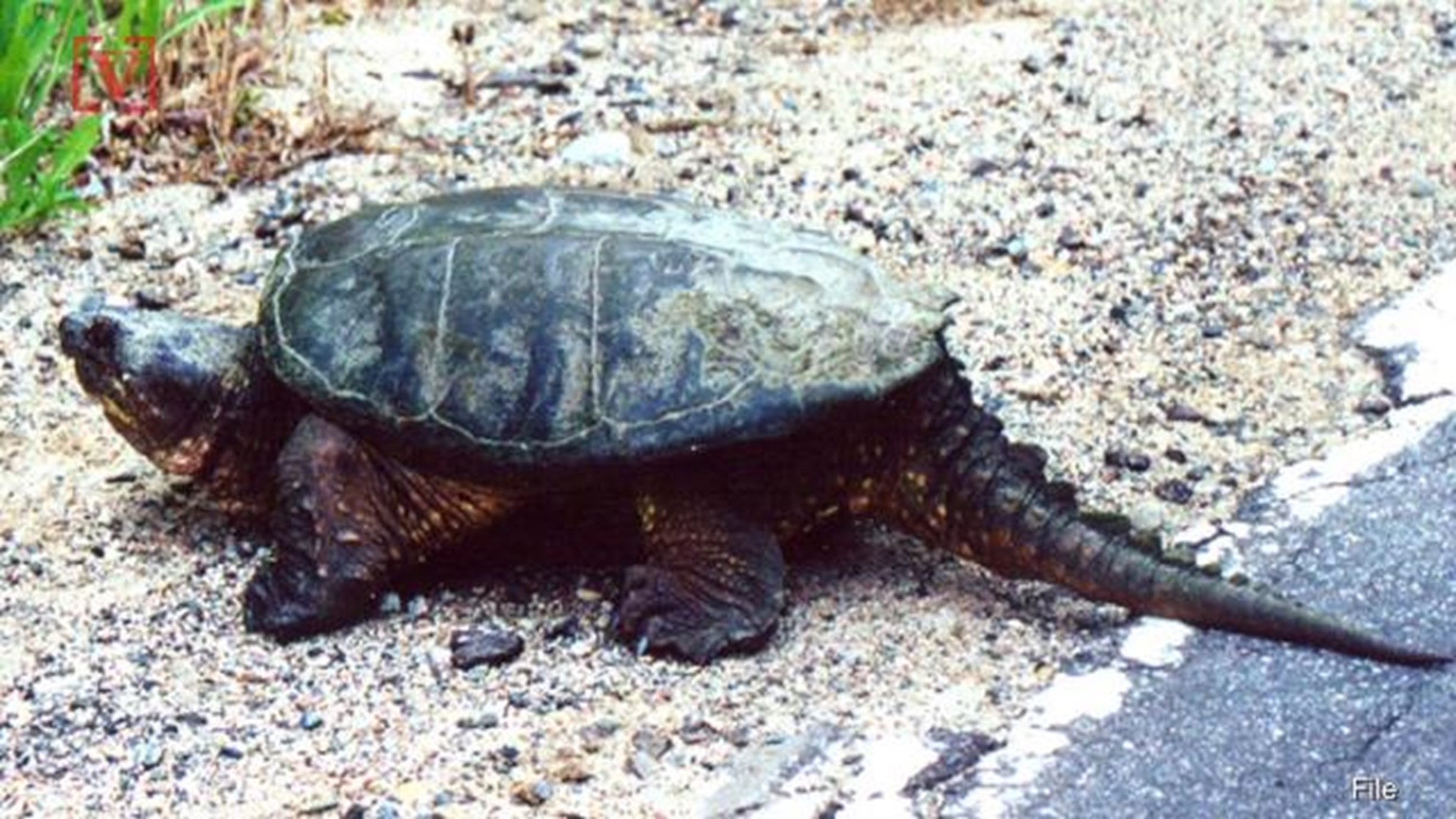 did a teacher feed a puppy to a turtle