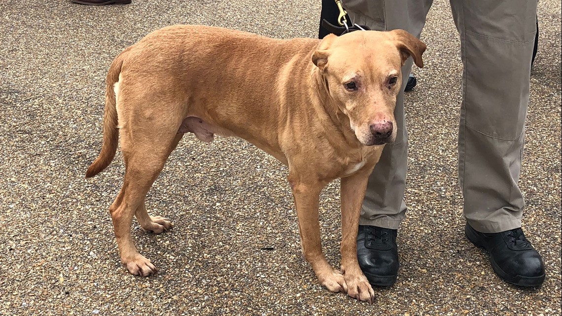 Do Retired Police Dogs Get Put Down