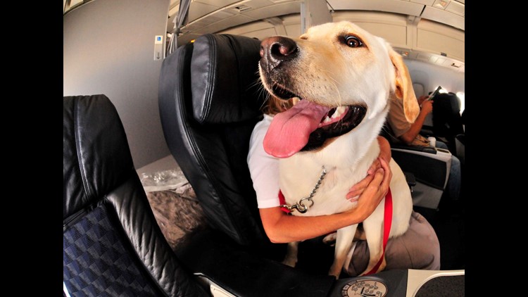 American restricts emotional support animals on flights, following Delta  and United 