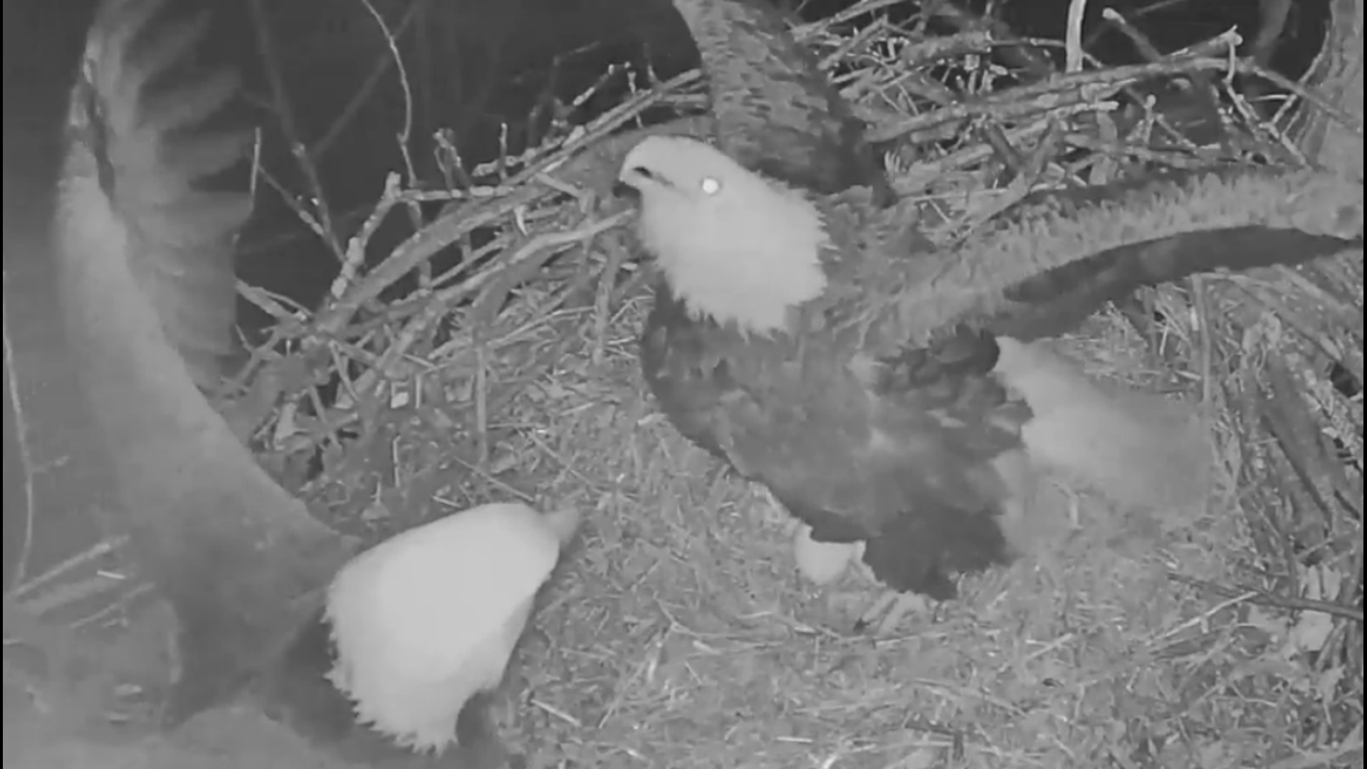 hanover live bald eagle cam