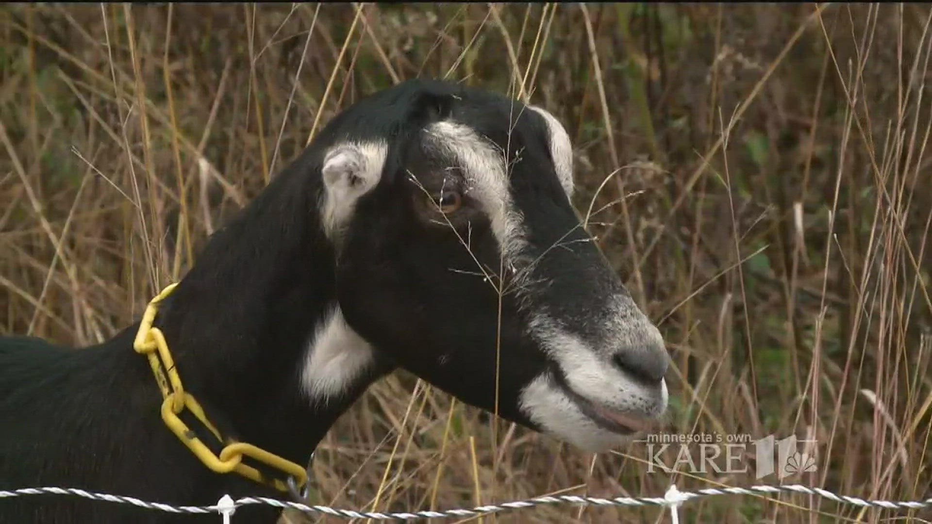 Grow with KARE: Goat Dispatch
