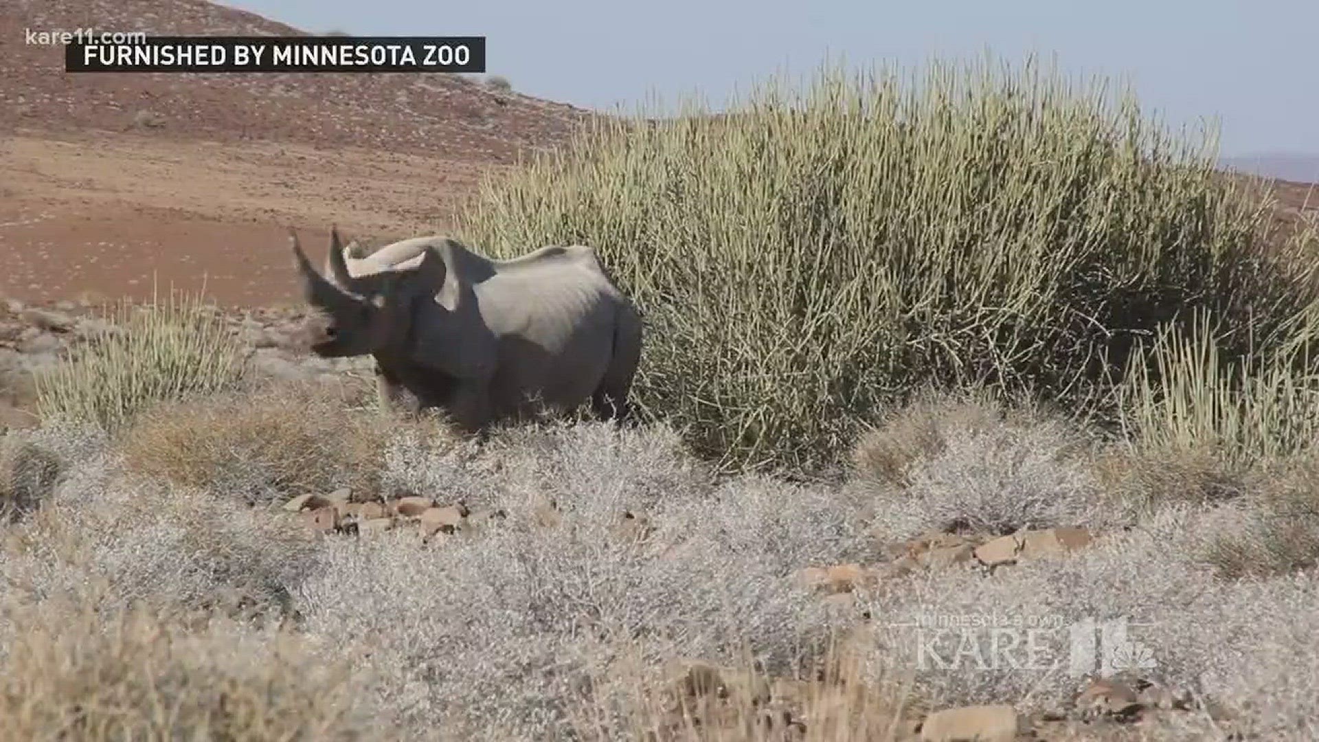 Jeff Muntefering of the Minnesota Zoo says a severe drought, along with poaching, is contributing to the loss of black rhinos in Namibia. http://kare11.tv/2nedoTR