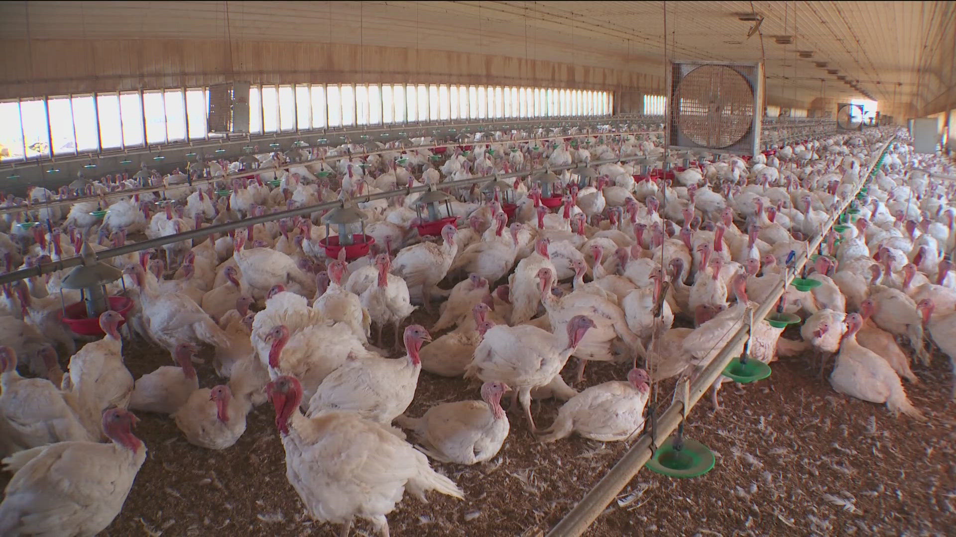 The Bird Control Group is encouraging farmers to try a new way to minimize the spread of Avian Flu.