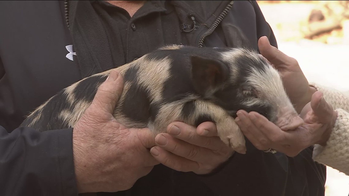 Introducing your 2022 St. Paul Saints ball pig: 867530Swine