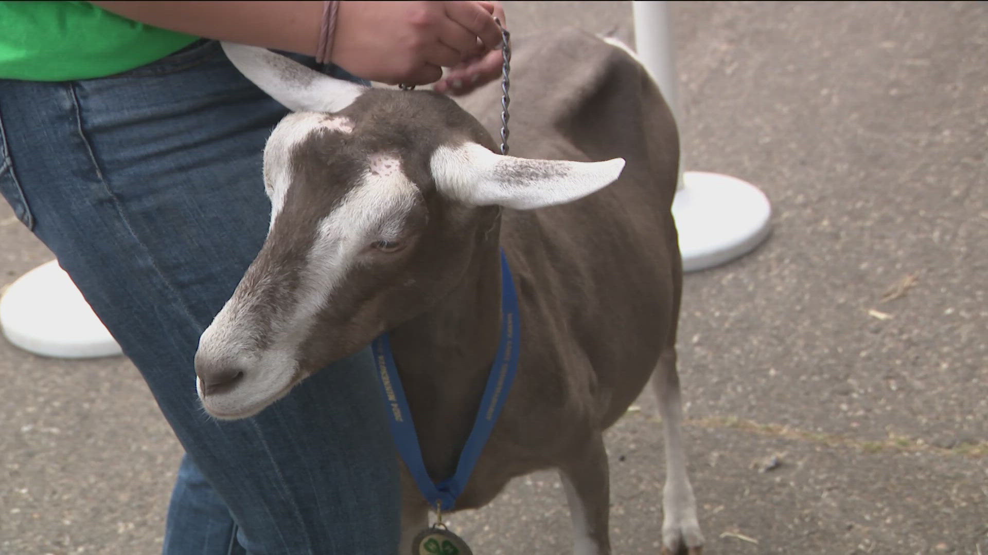 Saturday is 4-H Day at the Minnesota State Fair.