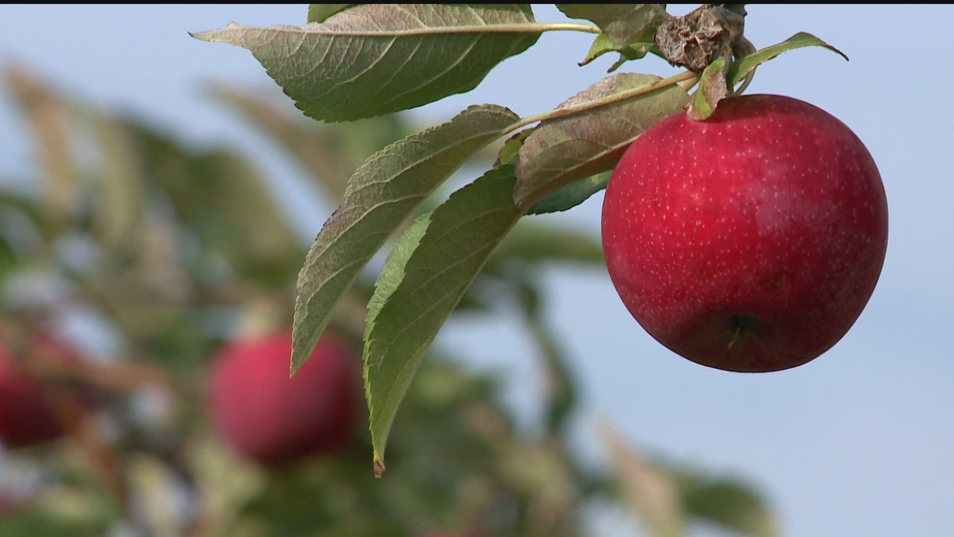 The U revealed its 29th variety of apple, MN33, which will be sold under the brand name Kudos when it's available for consumers in the next two to three years.