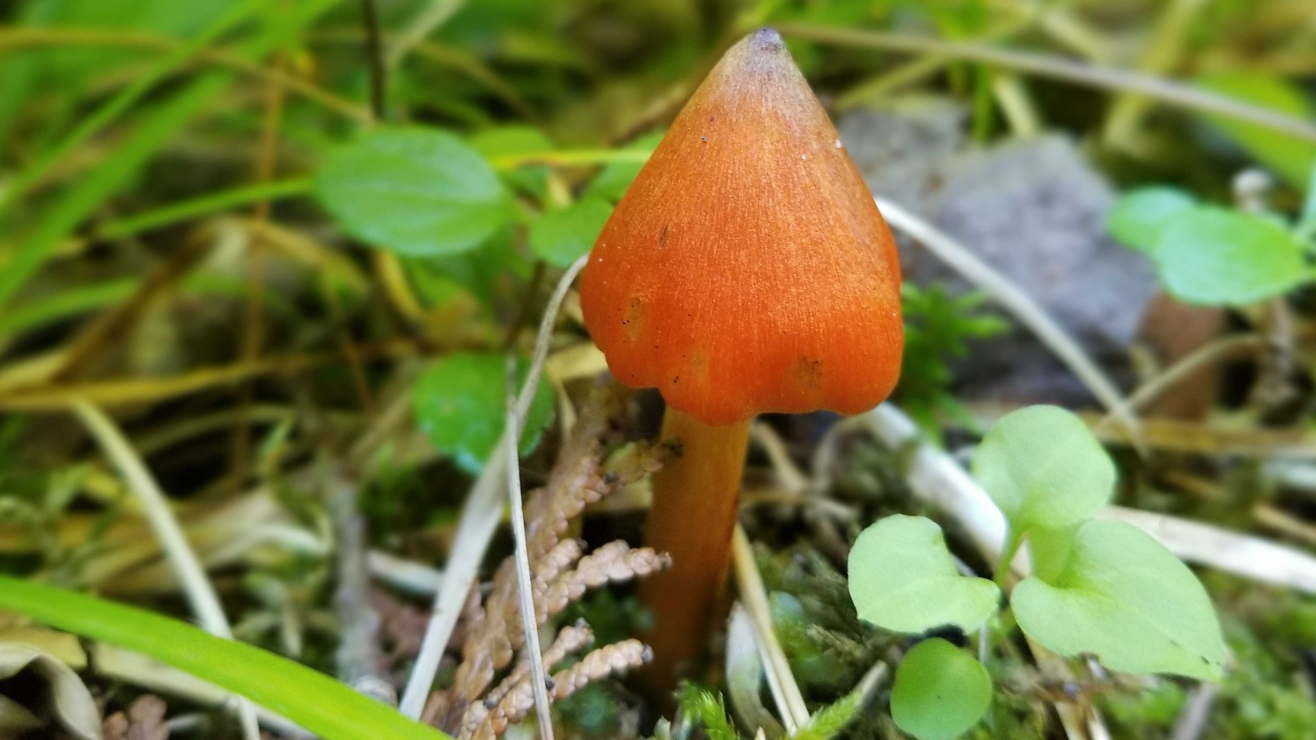 Mushroom foraging in Minnesota