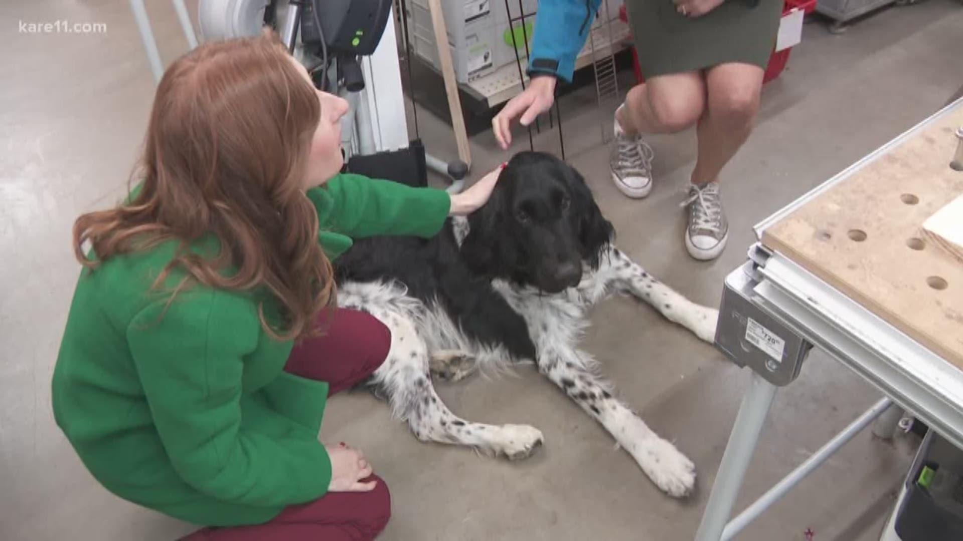 Jager the dog has been called the unofficial mayor of Linden Hills! You can meet him at Settergren Hardware.