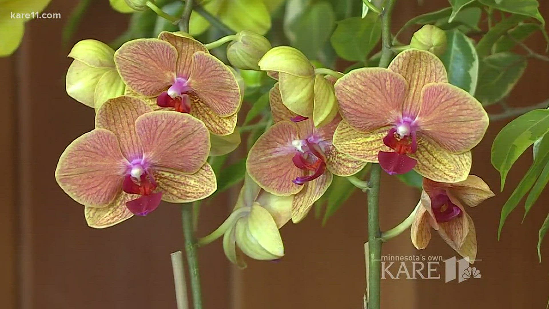 Grow with KARE: Orchids at Arboretum's Spring Flower Show