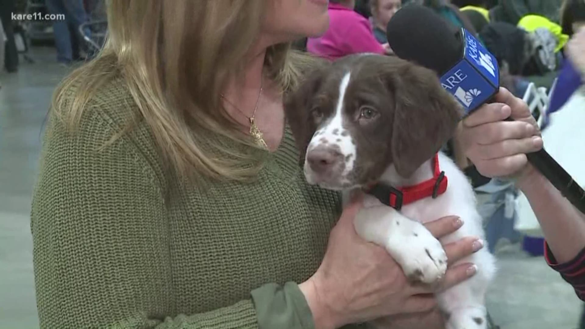Lee Valsvik was live at the Land O' Lakes Dog Show to check out some of the more than the 1,600 dogs competing. https://www.kare11.com/article/news/local/kare11-saturday/land-o-lakes-dog-show-returns-to-st-paul-for-another-year/89-3515931c-91e2-4a3f-8c86-
