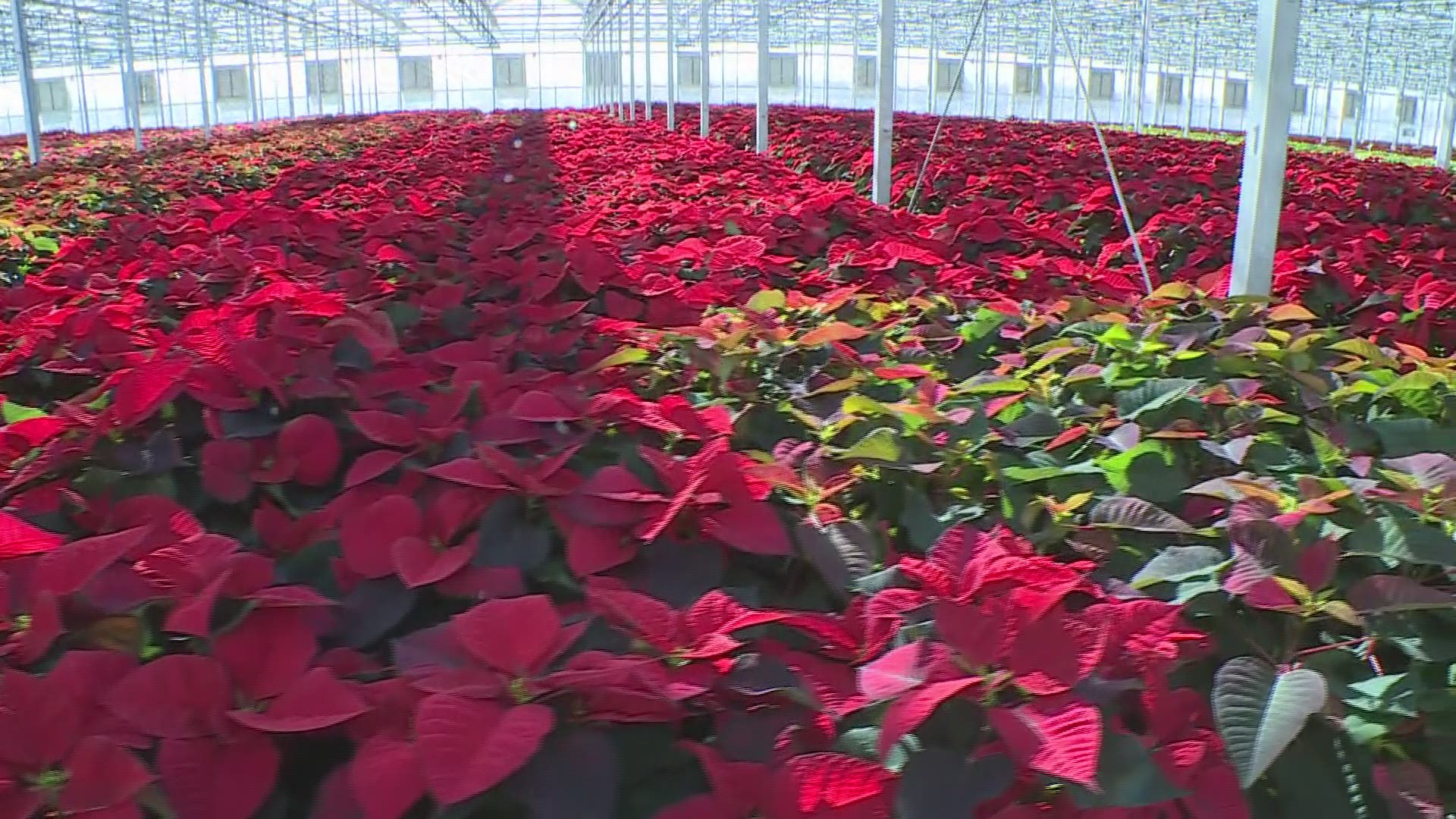 Poinsettias are grown for the holiday season, but you can keep yours alive and thriving all year so it blooms again next Christmas.