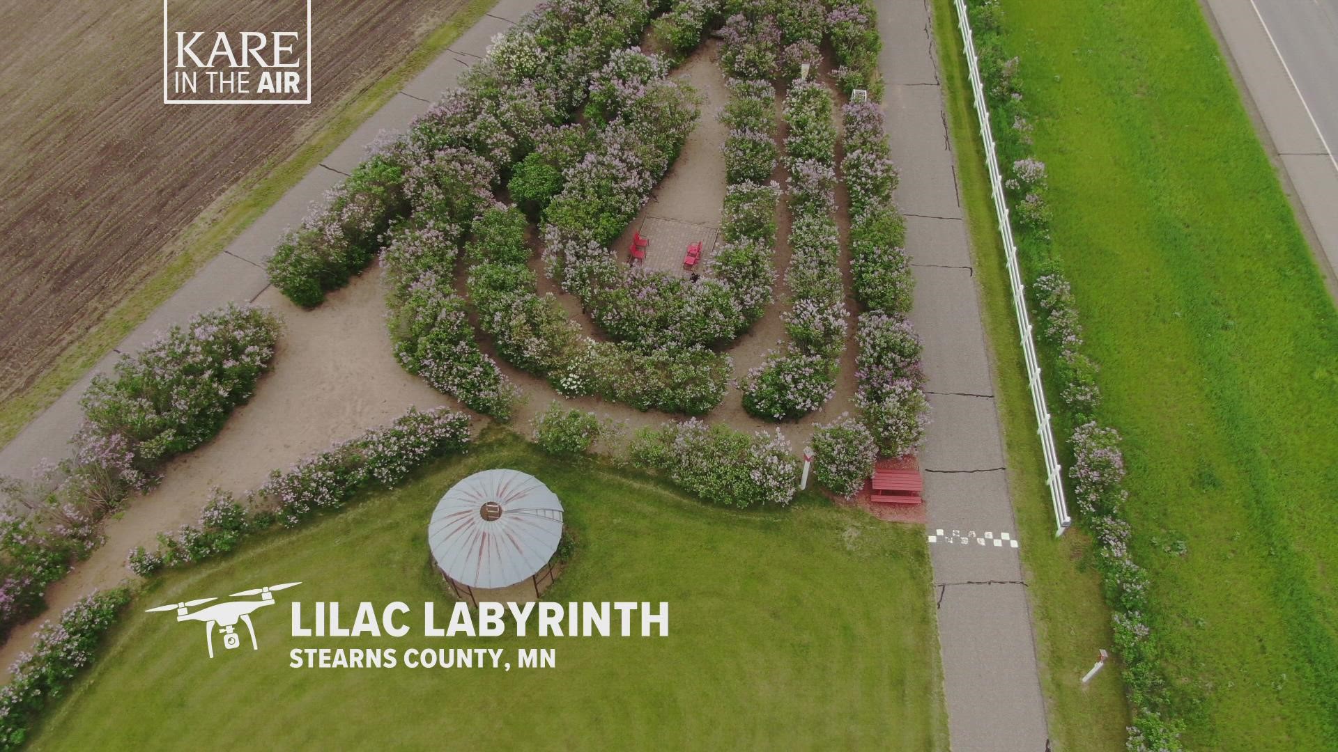 Mike Nistler's family planted 500 lilac bunches back in 2005, and in the years since they have grown into a labyrinth that is a major short-term attraction.