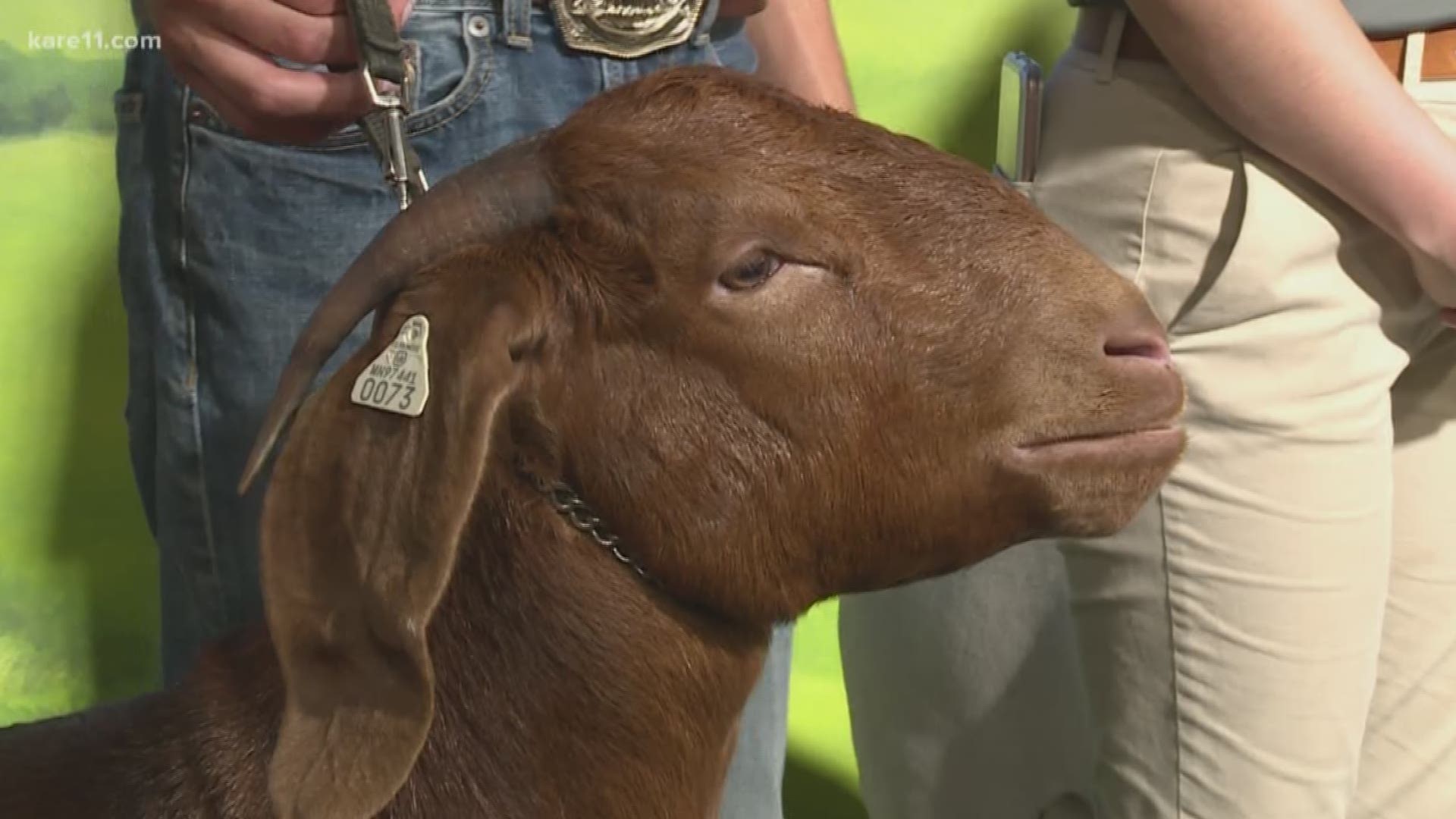Four members of the FFA bring their animals to the KARE 11 Barn at the Minnesota State Fair.