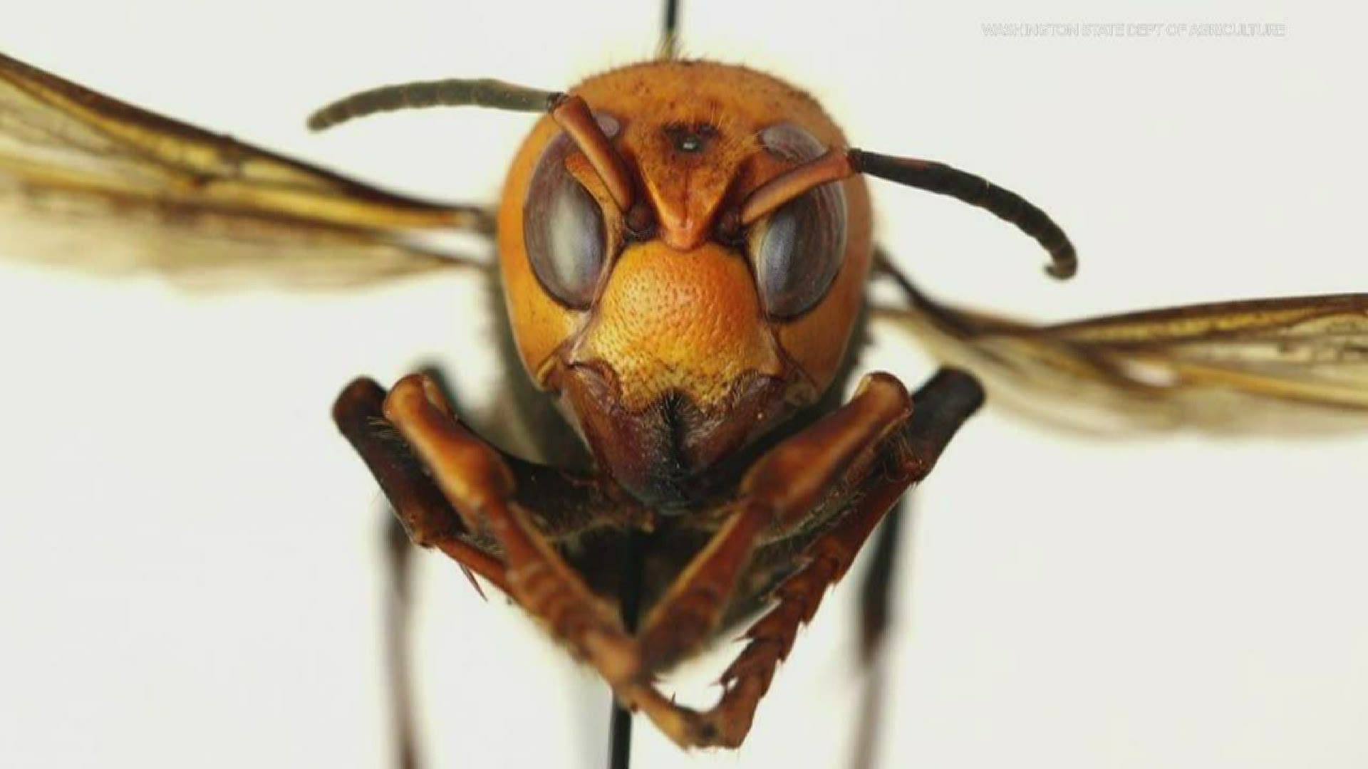 They're actually called Asian Giant Hornets and the invasive species has been found in Washington state.