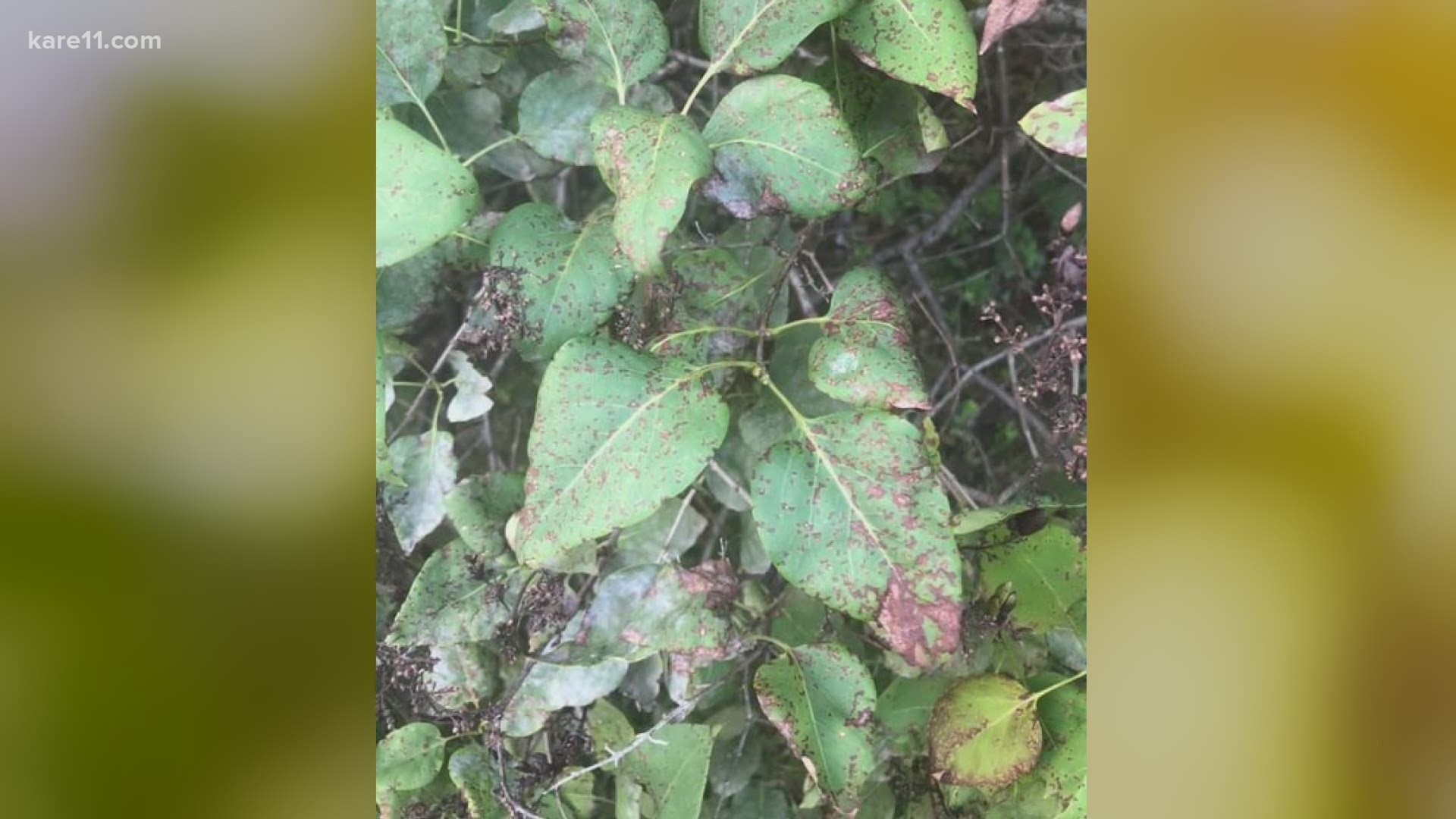 Leaves are turning brown and falling off our lilacs across the area. It's a fungus or two that's to blame.
