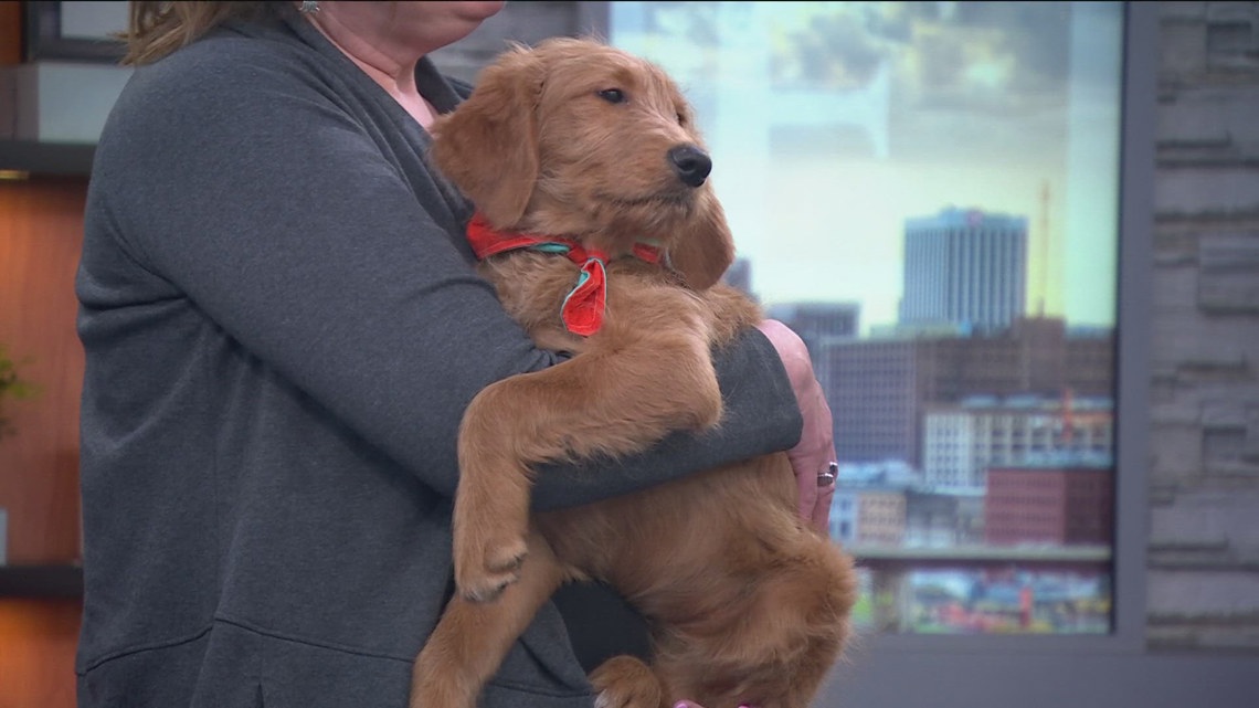 Pet Haven's 'Weekend Wags' event invites people to meet adoptable dogs in Minneapolis