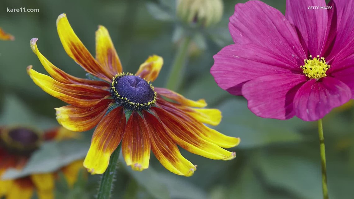 Grow With KARE: Favorite Fall Bloomers | Kare11.com