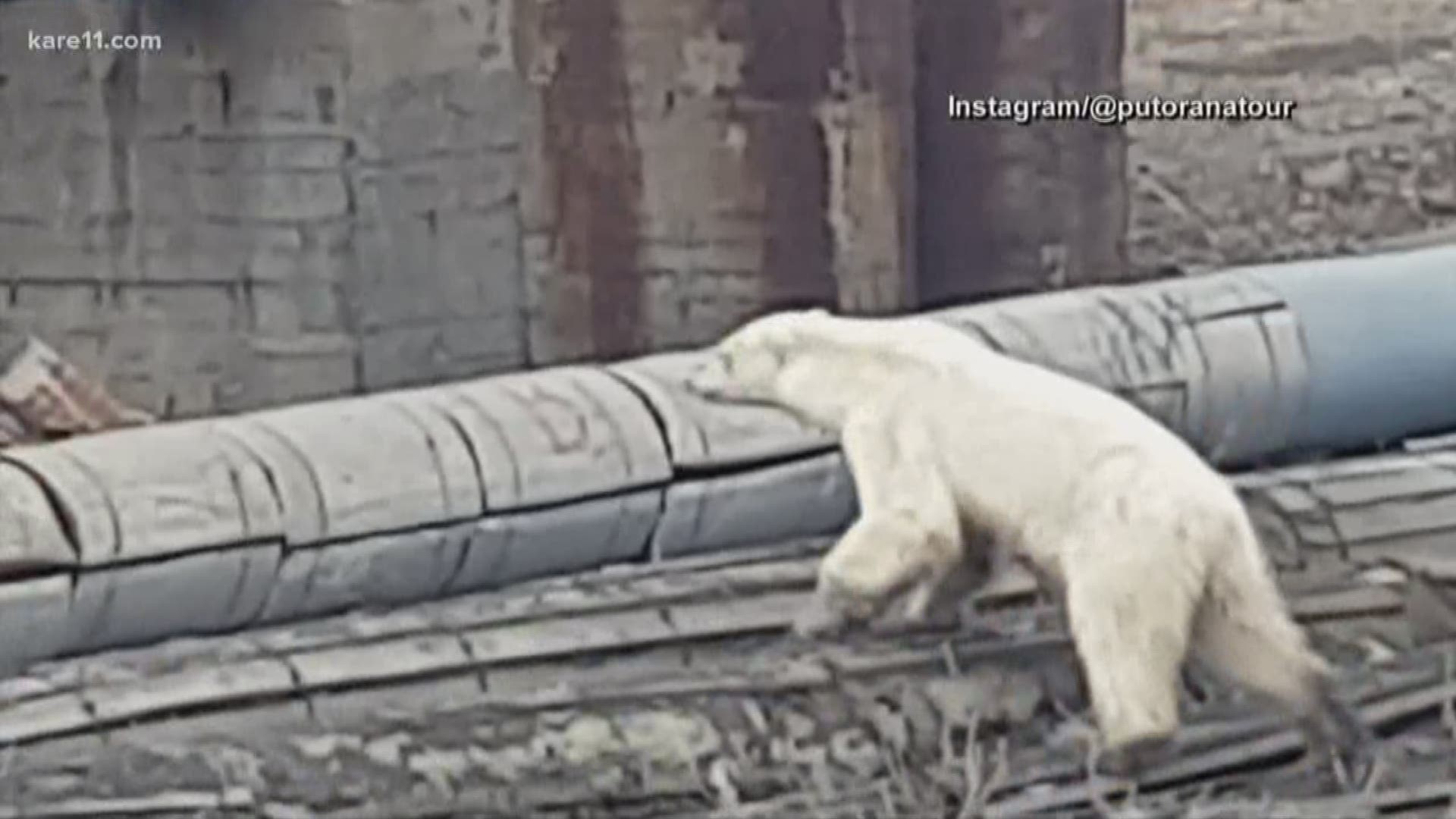 Another starving polar bear is wandering into a populated area of Siberia, looking for food and survival. KARE 11's Sven Sundgaard explains why scenes like this are happening more and more.