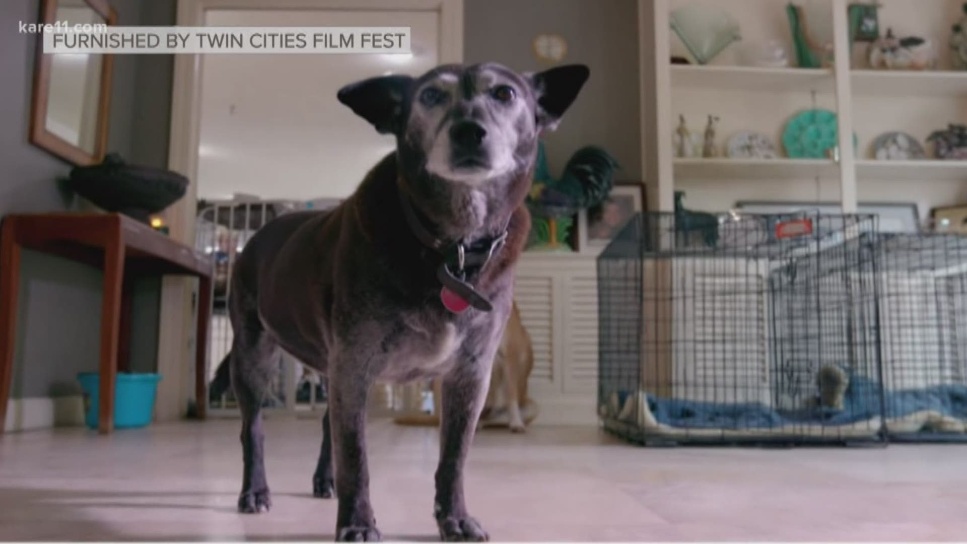 Every year, the Twin Cities Film Fest includes a Changemaker Series highlighting a just cause. This year, the focus is on animal humanity. The festival starts Oct. 17.