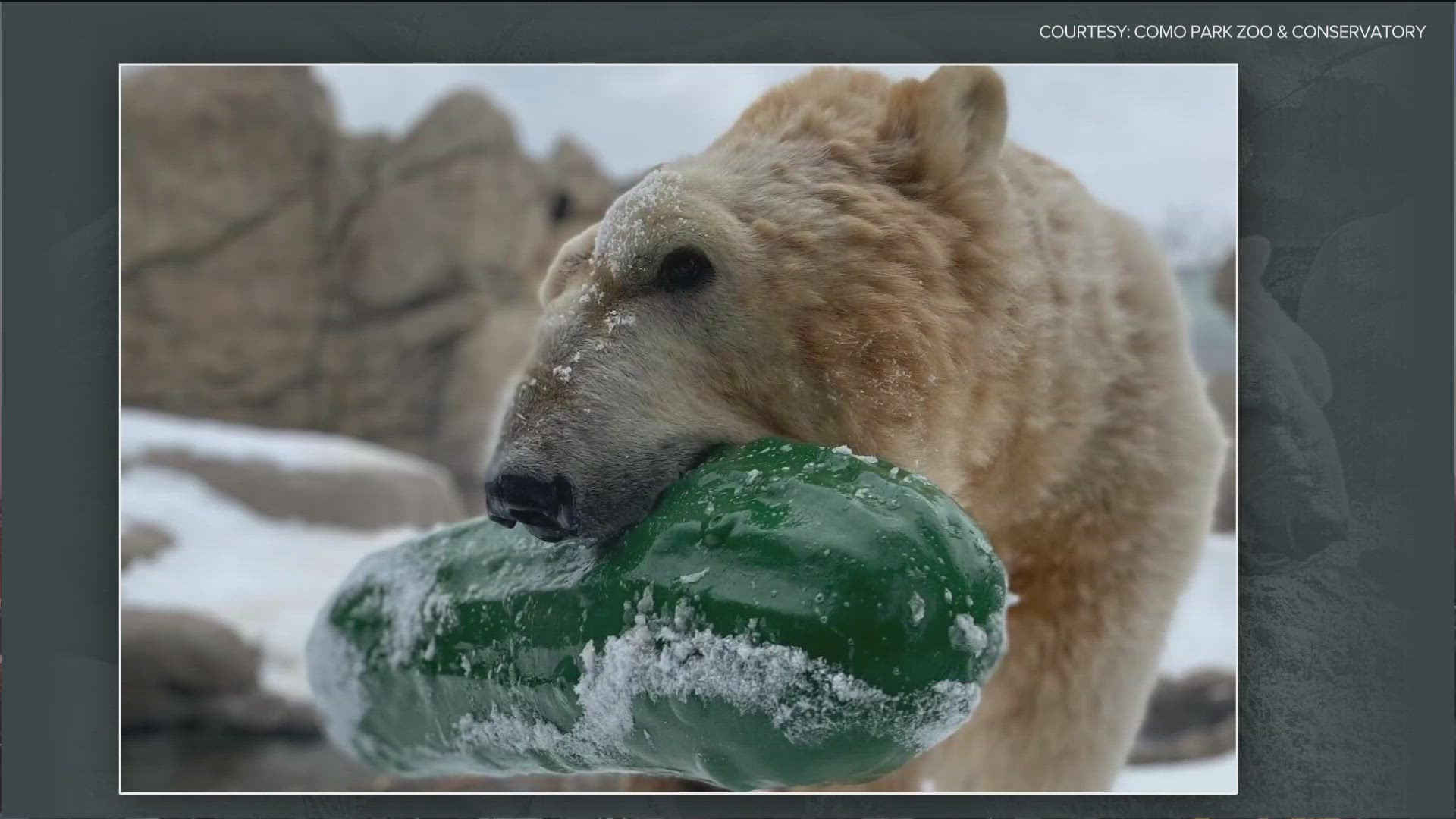 Como Zoo staff said Neil, their 29-year-old polar bear, is aging with "dignity and care" after concerns for his health surfaced on social media.