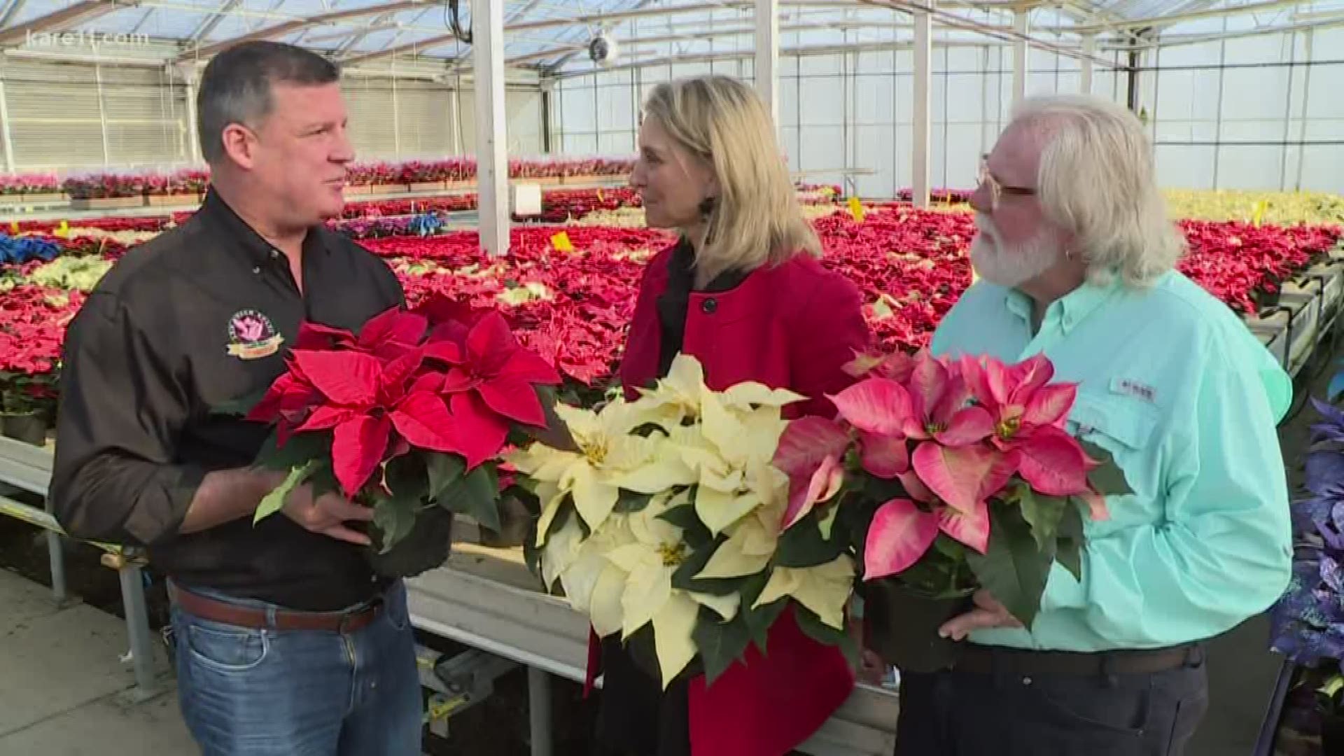 Len Busch Roses shows us how they make these amazing colors and how popular they have become!