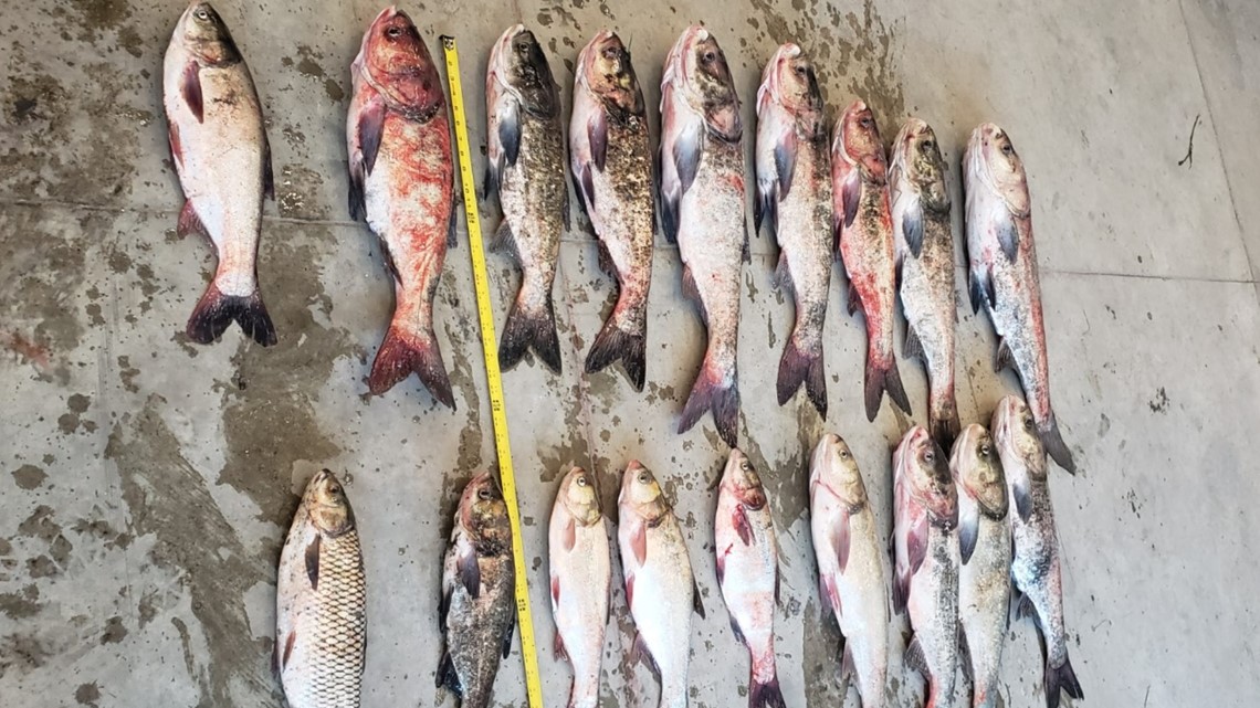 DNR captures 18 invasive carp fromin southwest Minnesota