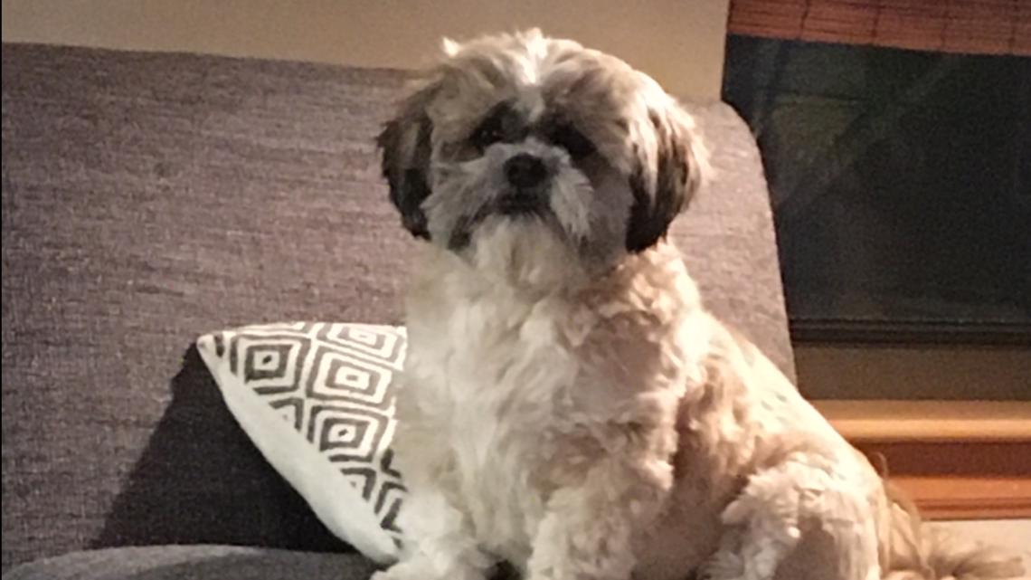 Top 10 dog names of 2020, according to national pet insurer