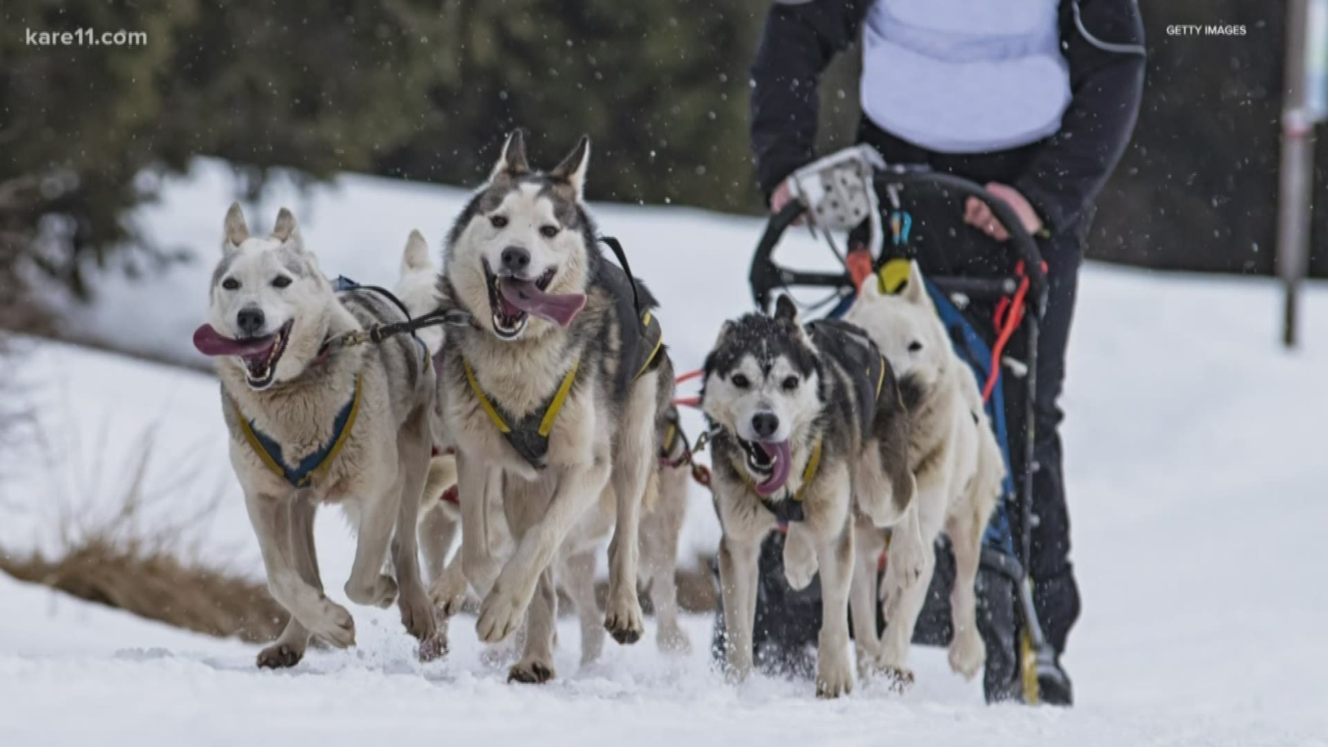 The Lake Minnetonka Klondike Dog Derby Race Director fills us in on sled dog racing ahead of Sunday's race in Excelsior.
