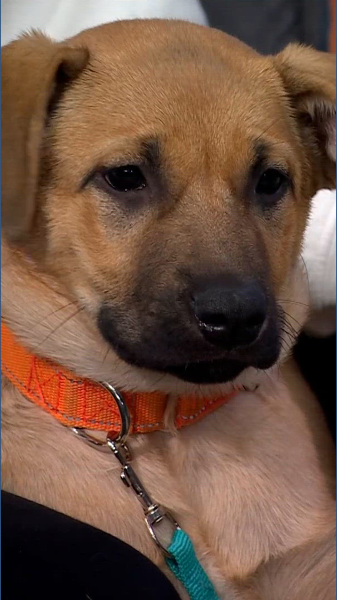 Pet Haven rebuts common misconceptions about fostering | kare11.com