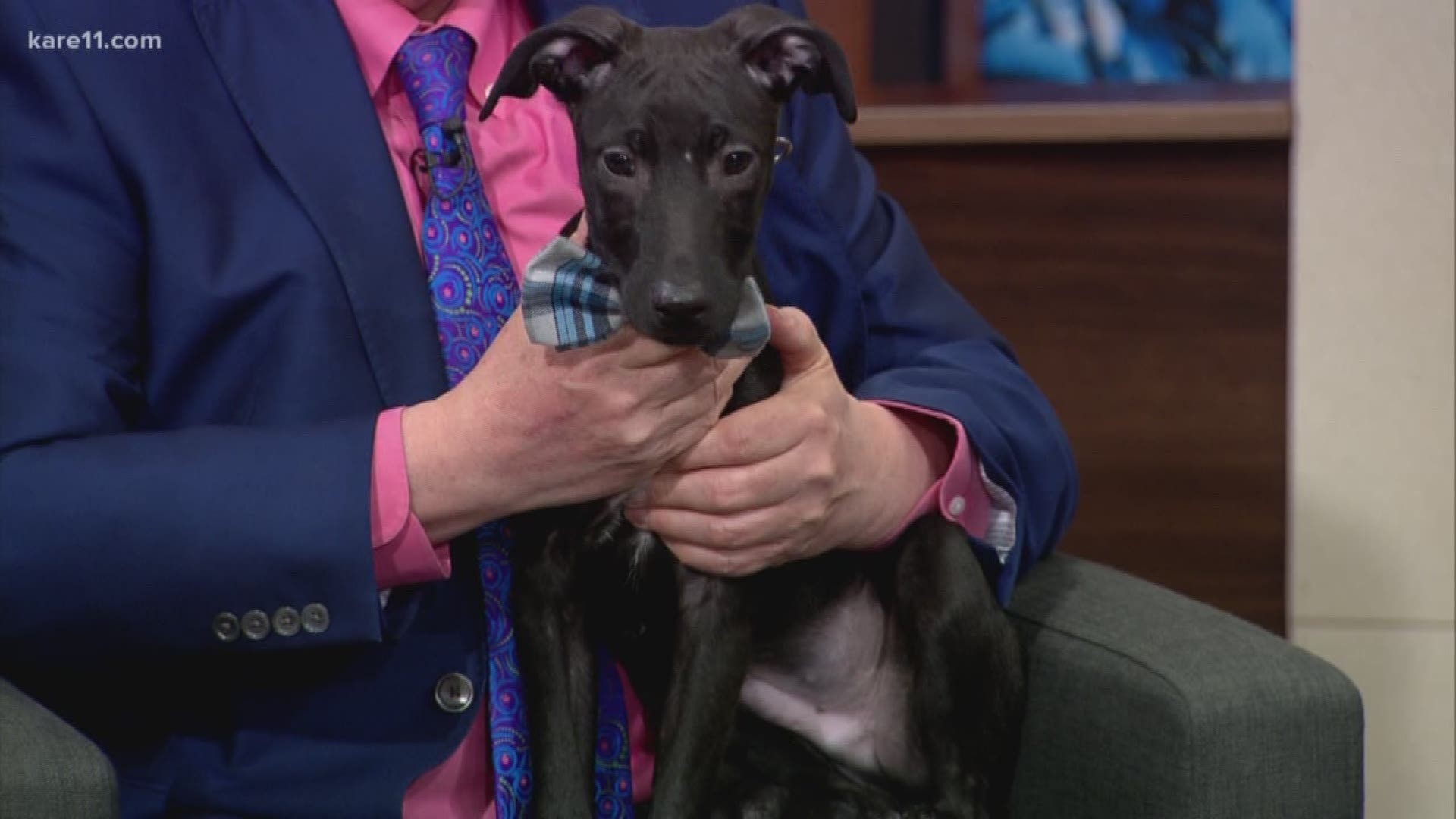 Saturday, March 23 is National Puppy Day, and what better way to celebrate than to give a puppy a forever home? Secondhand Hounds is a local non-profit rescue and adoption organization, and Founder Rachel Mairose joined us on KARE News@4 to talk about how you can get involved with them and how to know when you are ready to adopt a puppy.