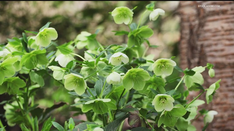 Grow with KARE: A brand new hellebore