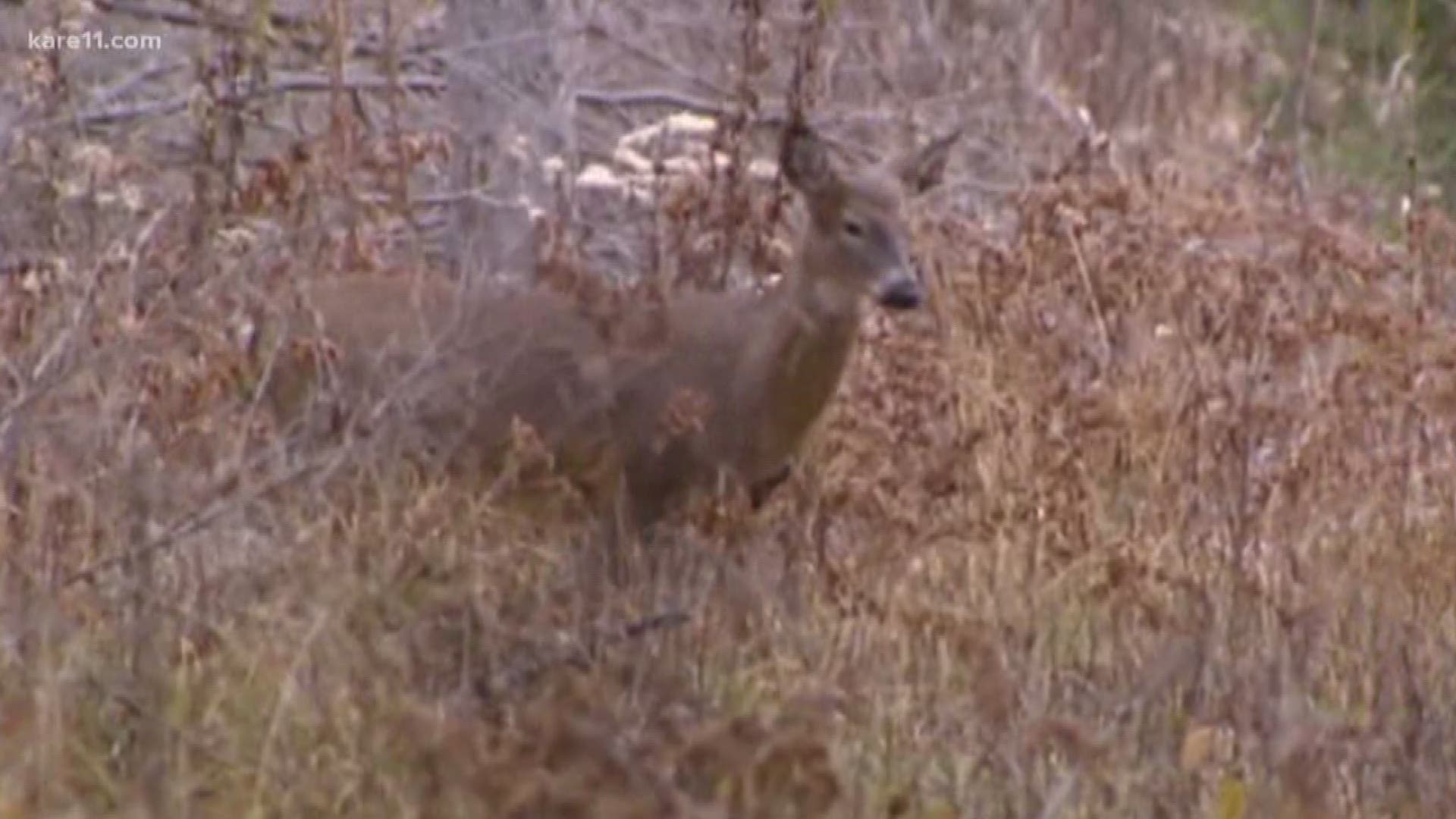 The special hunts, announced by the DNR on Tuesday, will take place in specific deer permit areas south of Interstate 90. Both residents and nonresidents can take part in the hunts from Dec. 21 to Dec. 23 and from Dec. 28 to Dec. 30.