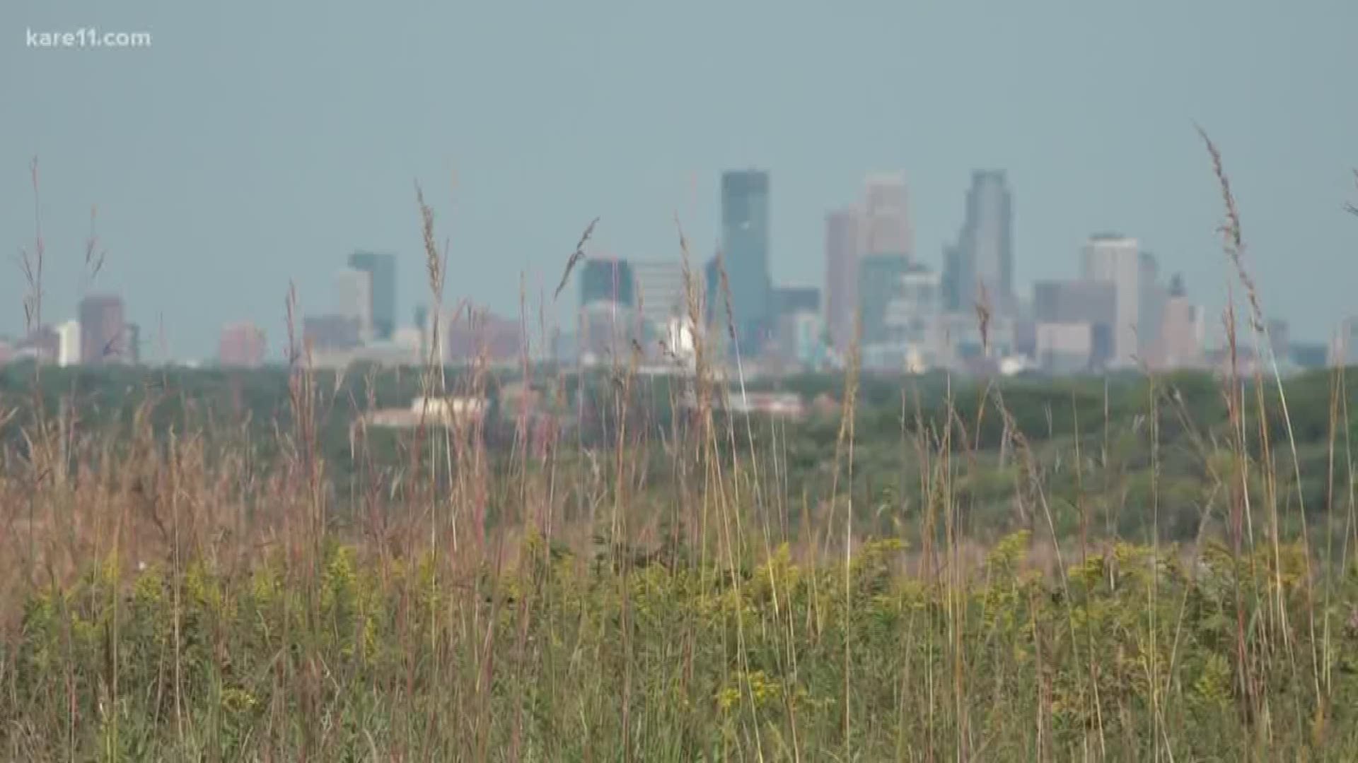 More and more of Minnesota's native prairies are being restored each day, but planting the diverse blend of grasses and flowers calls for a lot of seed. Laura Betker shares what one company is doing to supply their own demand. https://kare11.tv/2DJvzvb