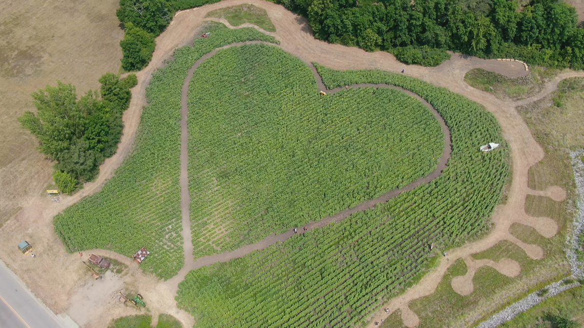 'Light in the darkness': Sunflower fields become space for healing after Buffalo clinic shooting - Vimarsana News