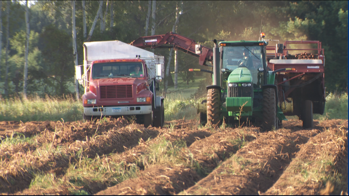 Fall Potato Harvest, Good or Bad? – Faith and Family Homestead