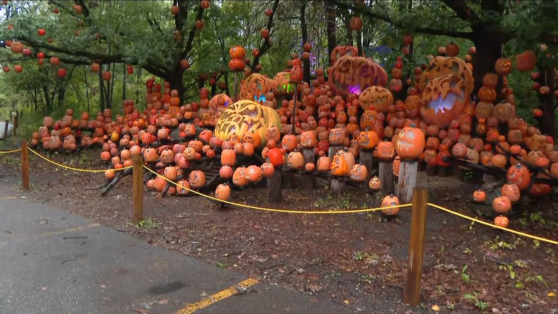 Jack-O-Lantern Spectacular lights up the Minnesota Zoo once again this fall