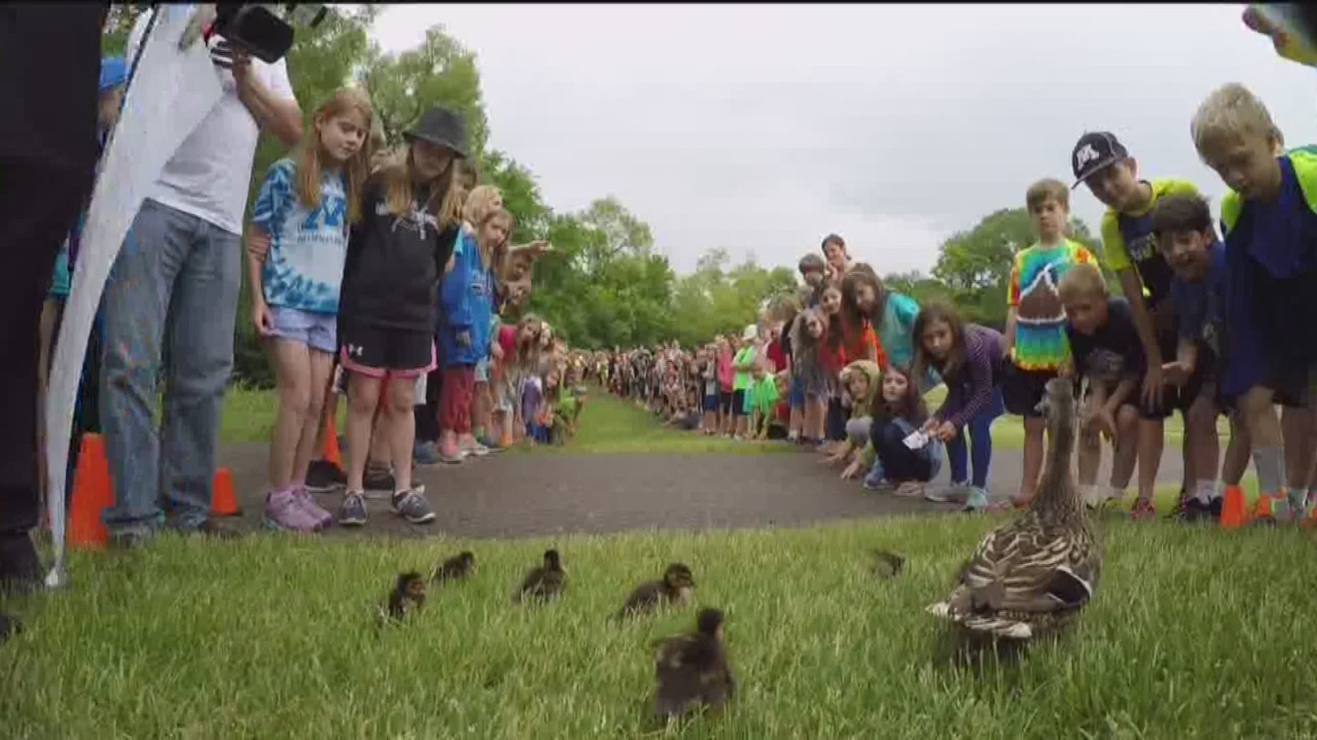 Minnetonka school helps duck family into the wild