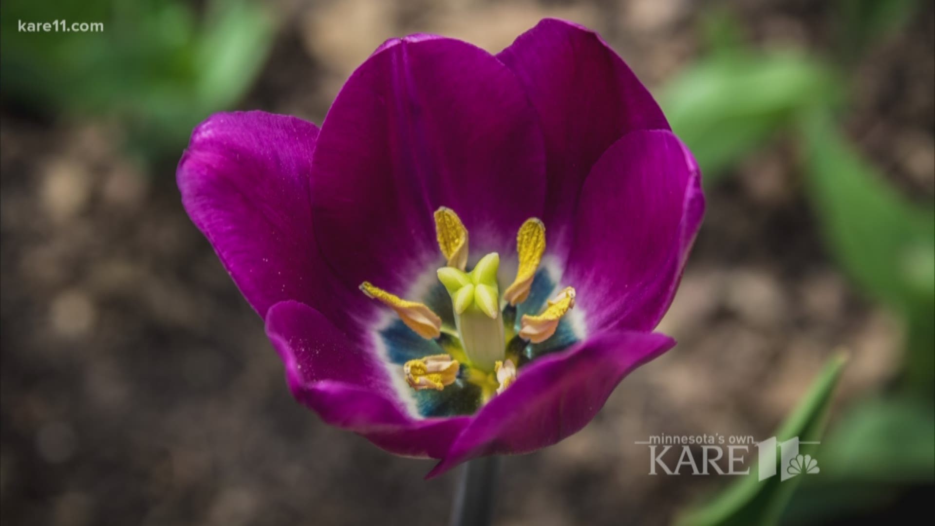 If you want to see spring in all its beautiful color, head to Lyndale Park in Minneapolis. Ellery McCardle gives you a glimpse in her latest photo stop.