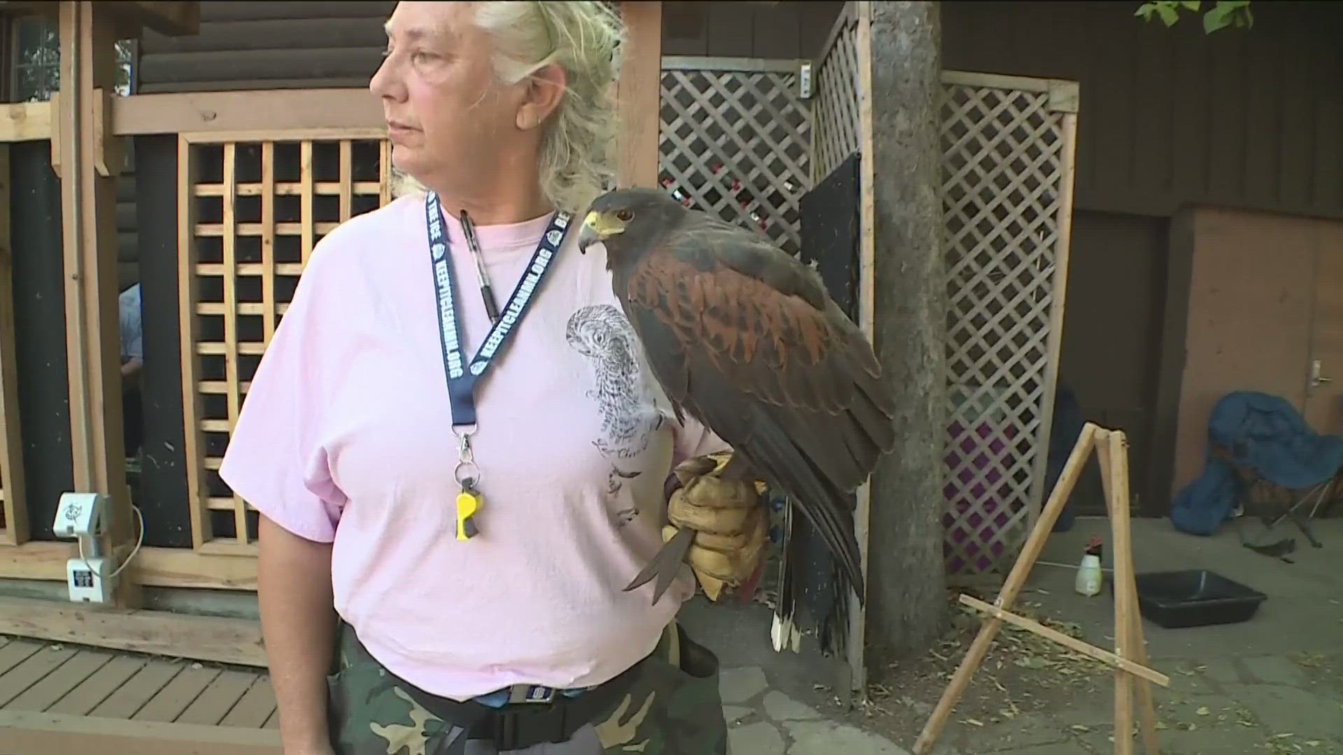Learn all about Minnesota's birds of prey from the DNR at the State Fair.