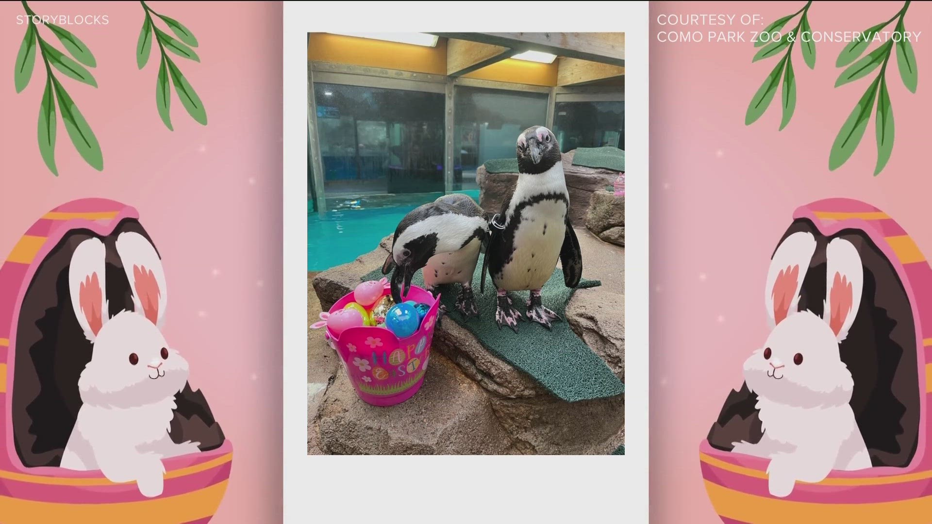 The animals at Como Zoo were given several Easter-themed enrichment activities.