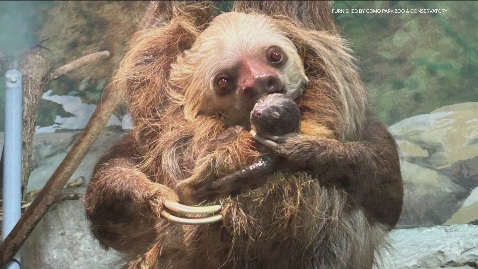 Sago - a Hoffmann's two-toed sloth - delivered her little critter on Wednesday while on exhibit in the zoo's primate building. Both mom and baby are doing great. 