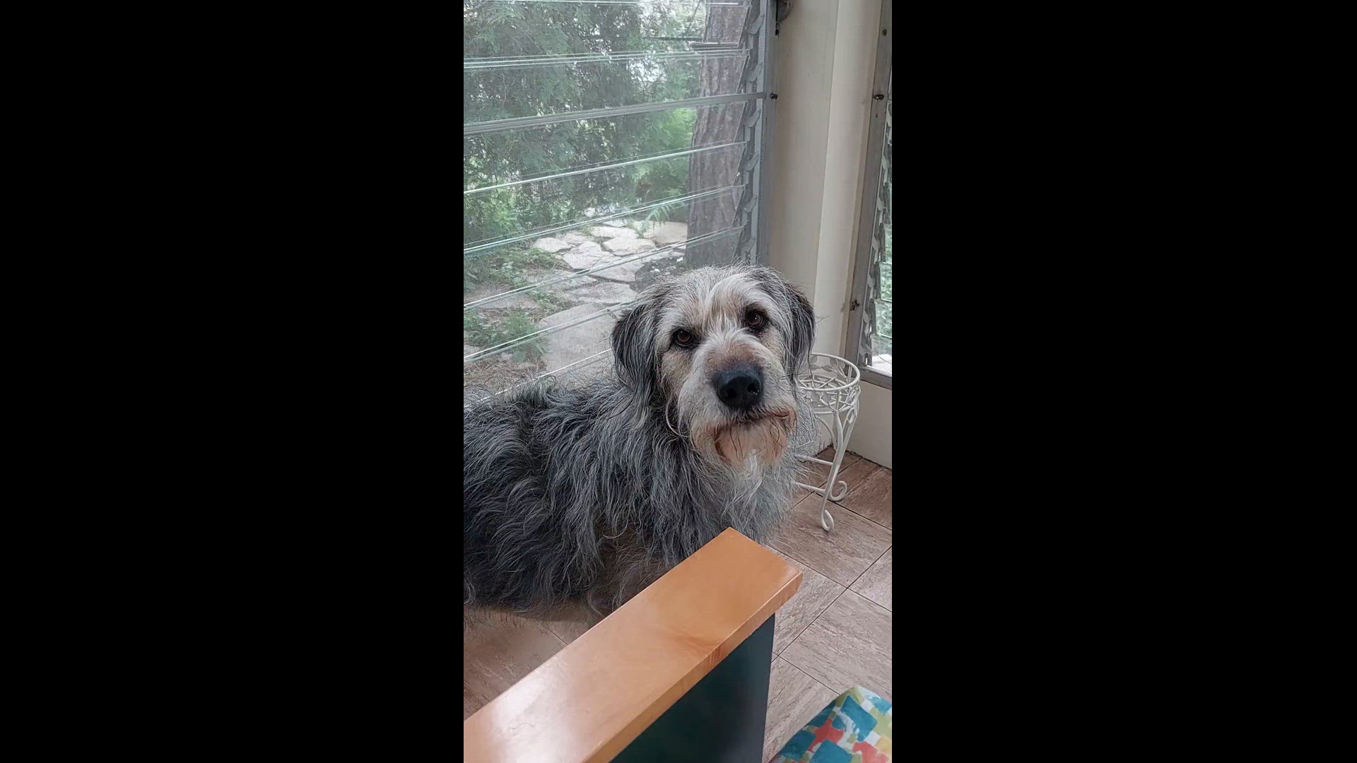 Clover (our dog) Howls for the Timberwolves.
Credit: Ted Bauer