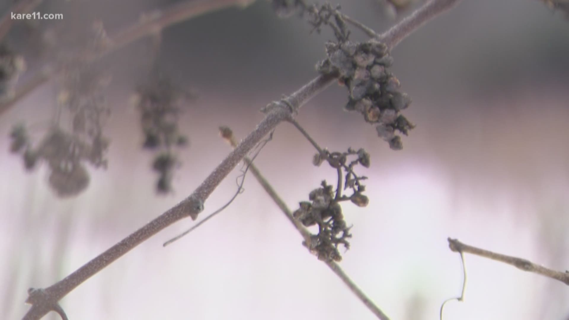 Minnesota wine grapes are designed to survive the cold, but is this cold too much for them?