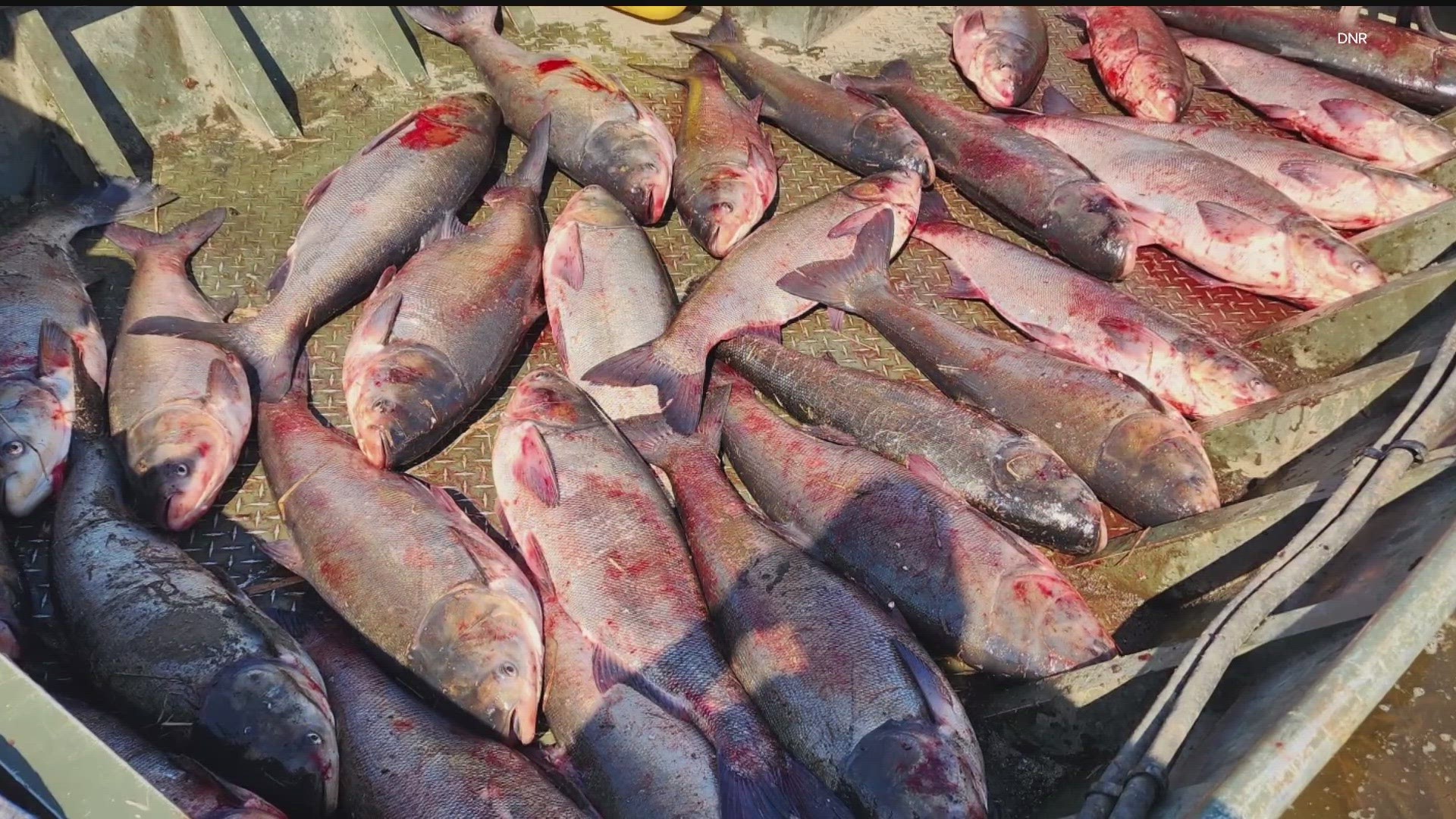 A commercial fishing company captured 30 of the invasives, the largest number caught at one time this far upstream.
