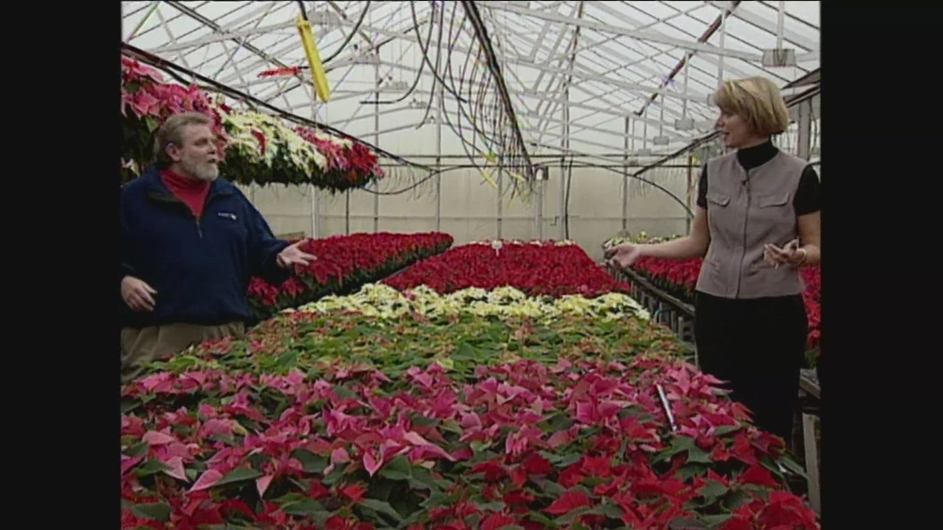 We rewind all the way back to Christmas 1997— for a lesson in poinsettia care with Bel and Bobby.