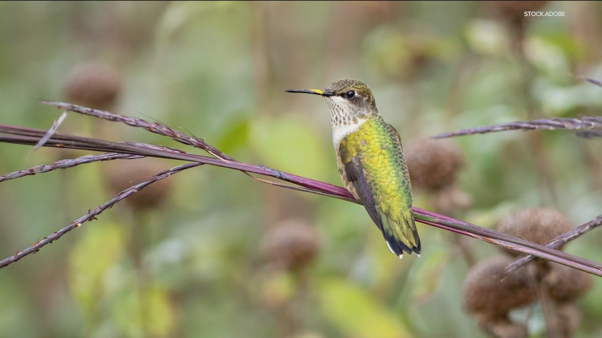 Bird expert Sharon Stiteler talks about the return of orioles, hummingbirds and grosbeaks.