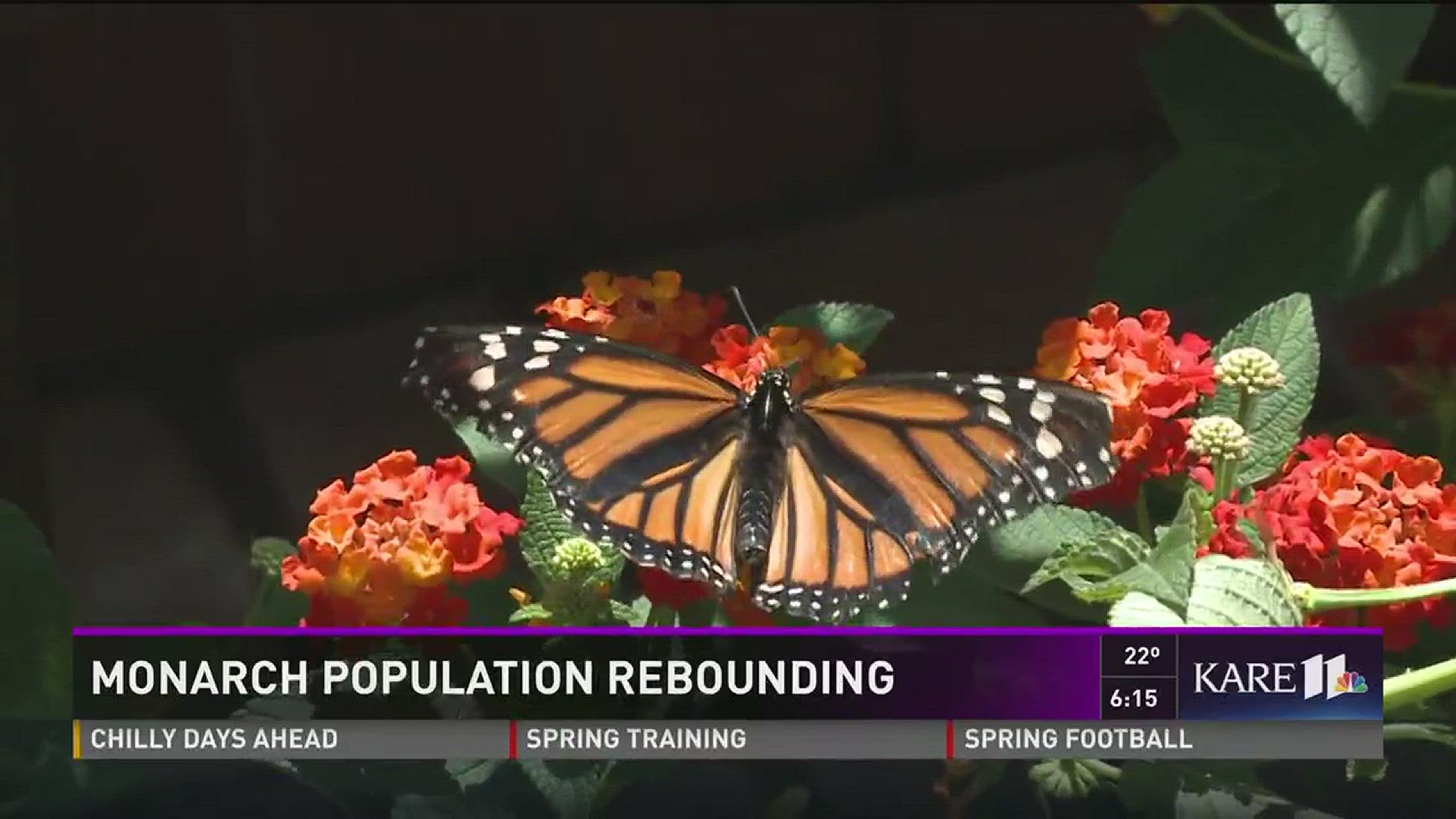 Monarch butterfly population making a comeback